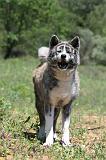 AKITA INU 369